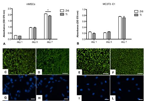 Analysis Of Cells Proliferation By The Mtt Assay After 1 3 And 7 Days Download Scientific