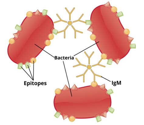 Agglutination Definition And Examples Biology Online Dictionary