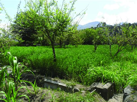 Asociaci N De Cultivos Con Especies Perennes Semiperennes A