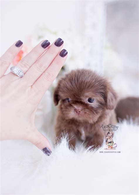 Imperial Shih Tzu Breeder Florida Teacup Puppies Boutique