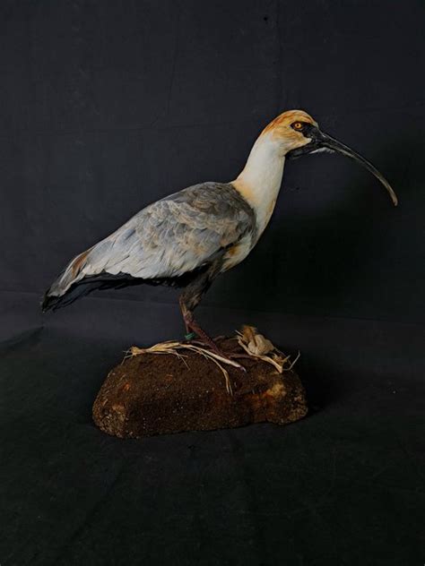 Black Faced Ibis Taxidermy Full Body Mount Theristicus Catawiki