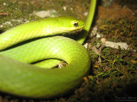 Rough Green Snake Opheodrys Aestivus Psychotic Nature