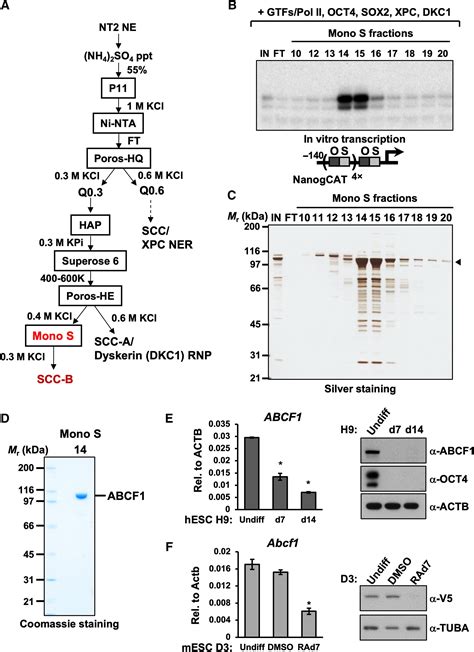 Atp Binding Cassette Protein Abcf1 Couples Transcription And Genome Surveillance In Embryonic