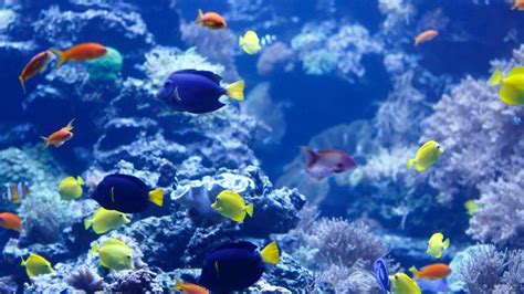 Tiere Im Wasser Aquarien Tiere Im Wasser Natur Planet Wissen