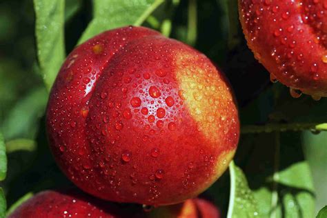 Variety Information Nectarines Plantnet® Australia