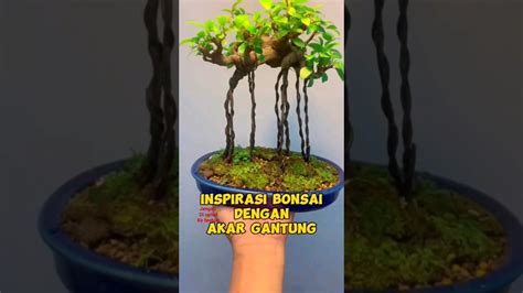 Akar Gantung Penopang Badan Bonsai Inspirasibonsai Youtube