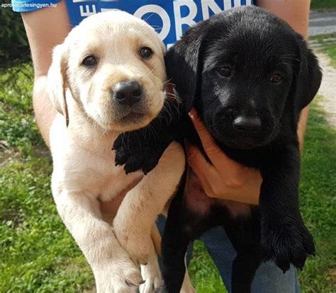 Elad Labrador Retriever Kiskuty K Elad Labrador Perkupa