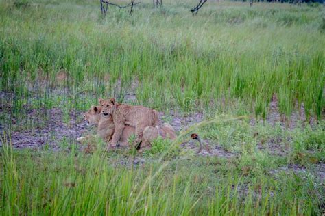 Lion Cub Playing with His Mom. Stock Photo - Image of lion, angry: 98754104