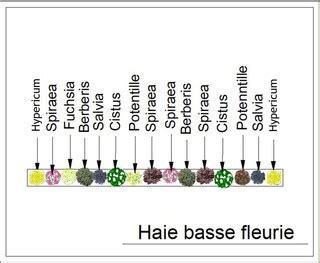 Kit De Haie Bordure Au Soleil Plants Kit Haie Basse