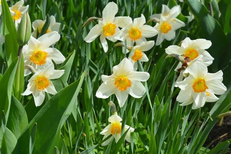 Planting Daffodil Bulbs When And How Plantura