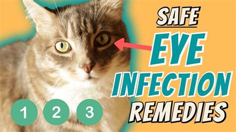 Eye Infection Home Remedies | Kitten eye infection, Kitten eyes, Eye ...