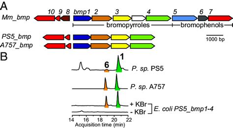 A genetic basis for production of 1. (A) Mm_bmp, PS5_bmp, and A757_bmp... | Download Scientific ...