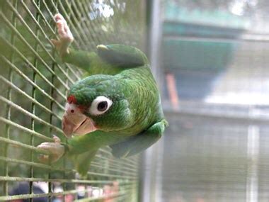 Endangered Puerto Rican parrot makes major comeback – Firstpost