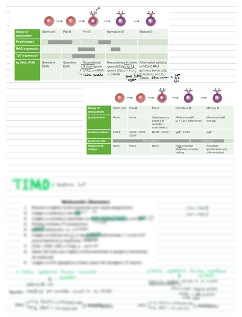 Solution Inmunidad En Organos Studypool