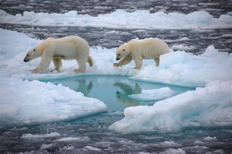 North Pole Soon To Be Ice Free Image Eurekalert Science News Releases