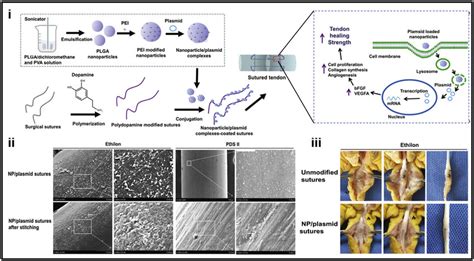 Construction Of Gene Loaded Nanoparticle Coated Sutures For Tendon