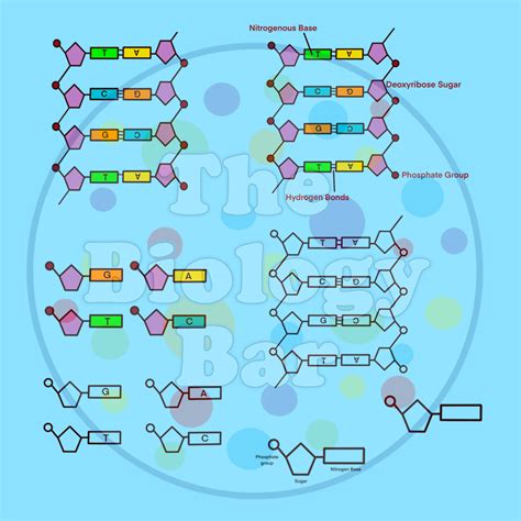 Dna Structure And Replication Biology Clip Art Made By Teachers