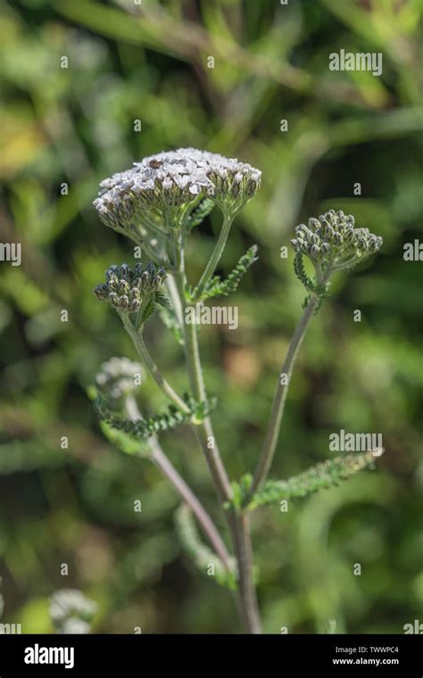 Yarrow Achillea Millefolium In Flower June Also Called Milfoil The Plant Was Used As A