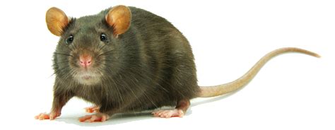 rat clipart transparent - Clipground