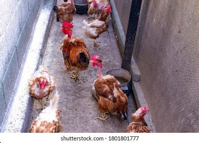 Unhealthy Naked Chicken Chicken Close Portrait Stock Photo Shutterstock