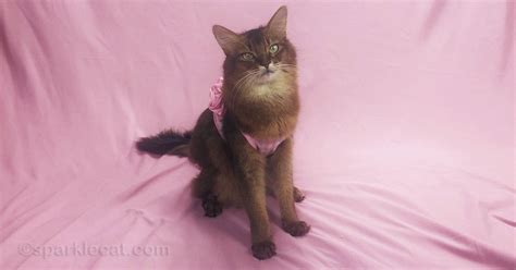 My Bikini Modeling Session On Video Summers Fabulous Cat Life