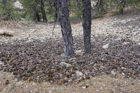 Troodos - Cyprus - Blog about interesting places