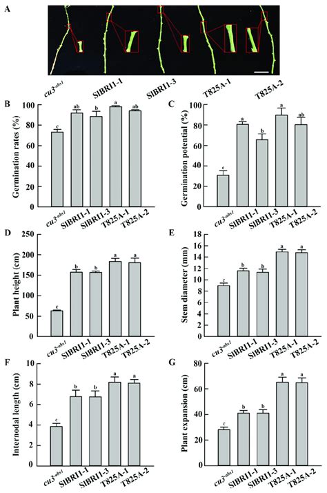 Slbri1 T825a Promotes Plant Growth A Phenotypes Of Plant Stems At