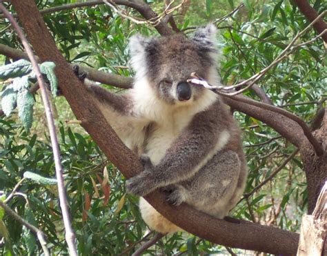 Stop The Koala Menace Homo Sum