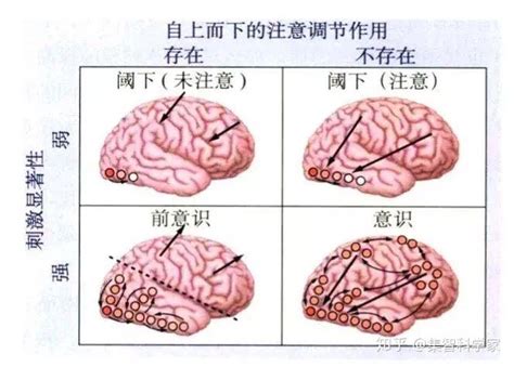 带你入门跨学科领域——认知神经科学 知乎