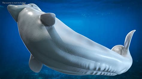 Beluga Whale Young Playful Pose 3d Model 99 3ds Blend C4d Fbx