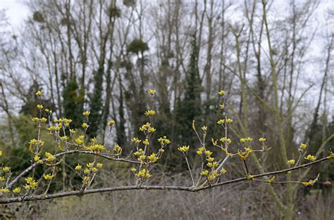 Cornus officinalis