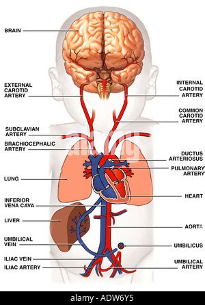 Fetal Blood Circulation Stock Photo Alamy