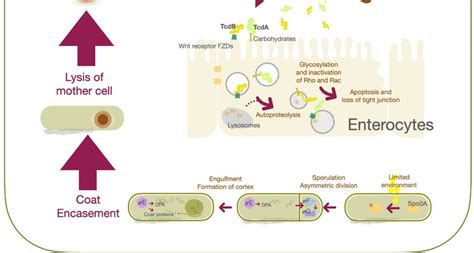 Schematic Illustration Of C Difficile Germination Sporulation And Download Scientific