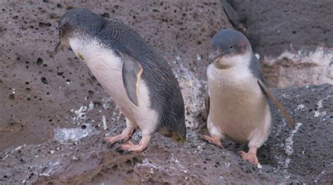 Penguins At Dusk On St Kilda Pier Breakwater Melbourne Local