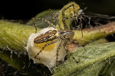 Premium Photo Adult Female Lynx Spider