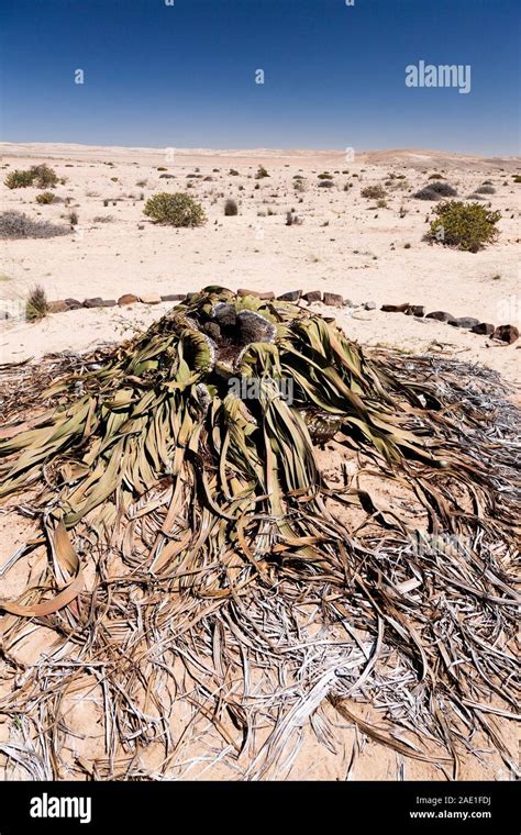 Welwitschia Desert Wild Plant Welwitschia Drive Near Swakopmund