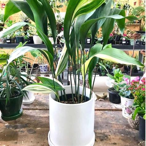 Cast Iron Plant Care How To Grow Aspidistra Elatior Guide