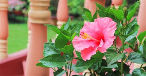 How To Grow Hibiscus In A Pot