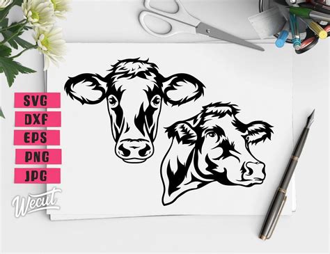 Cow Face Svg Files For Cricut Heifer Svg Cow Head Svg Etsy Cow Clipart Show Cows Cow