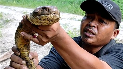 INILAH AKHIR SOSOK KING COBRA RAKSASA TERLENTANG DI ALAM ULAR KING