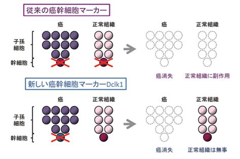 癌幹細胞を特定するマーカー同定に成功 ～新世代の癌治療法開発に期待～ 京都大学