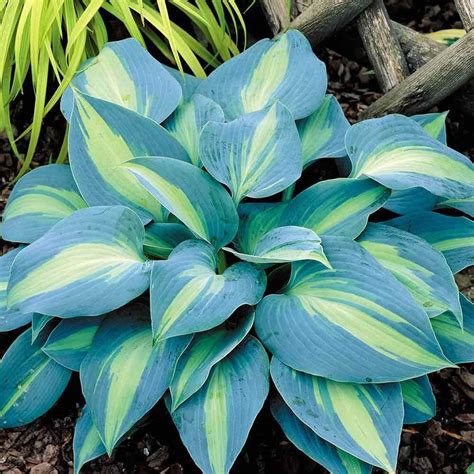 Multi-Varieties Hosta Seeds, Perennials Plant Seeds, 100pcs/pack Hosta Plants, Foliage Plants ...