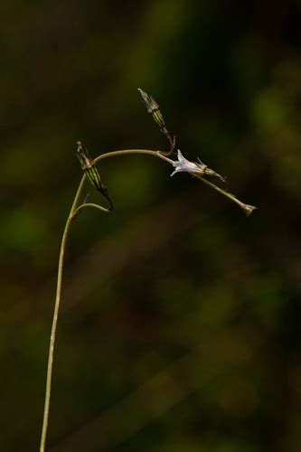 Subspecies Wahlenbergia Krebsii Arguta INaturalist