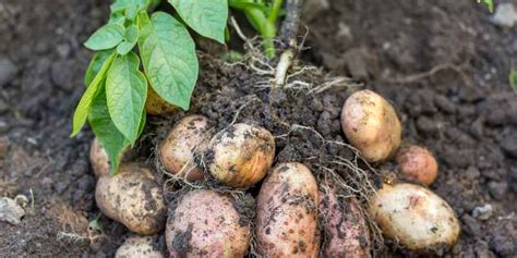 Irish Potato Farming In Kenya