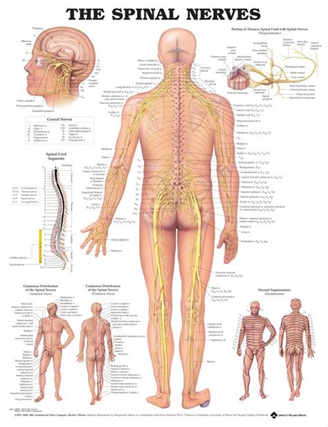 Lumbar Spine Dermatome Patterns