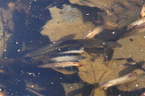 Maryland Biodiversity Project Record Id