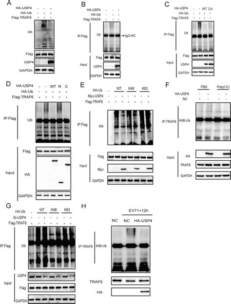 Usp Removes K Linked Polyubiquitination From Traf A Western Blot