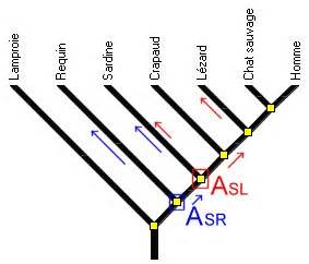 DM DE SVT exercice sur les arbres phylogénétique Caractères communs