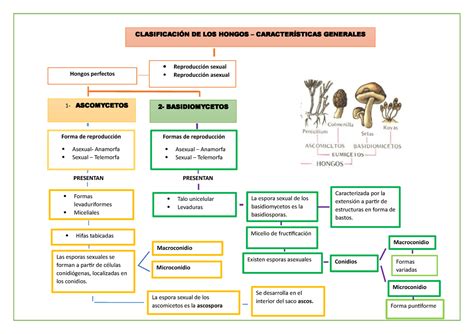 Clasificacion De Los Hongos Caracteristicas Generales Presentan