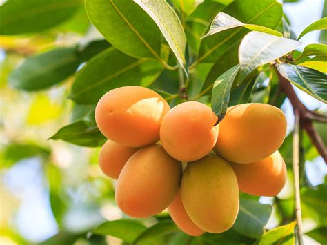 Images Of Mango Trees